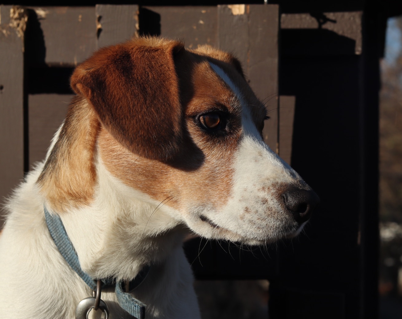 dog PICTURE